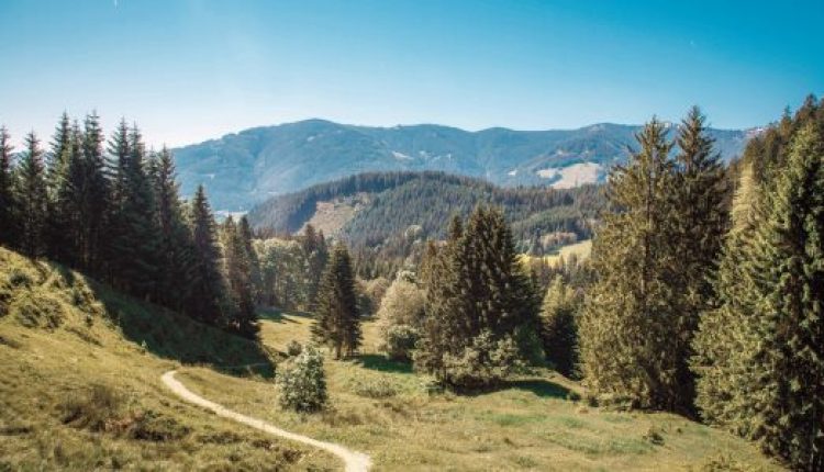 Ein gewundener Pfad durch eine grasbewachsene Wiese, GSWS-gekennzeichnet, mit hohen Kiefern und entfernten Bergen unter einem klaren blauen Himmel.