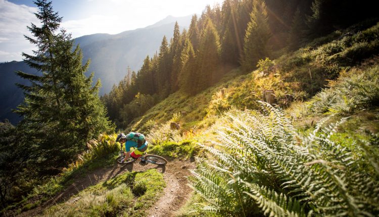 Ein Mountainbiker fährt auf einem sonnenbeschienenen Waldweg auf einer grasbewachsenen Anhöhe mit hohen Bäumen und Bergen im Hintergrund.