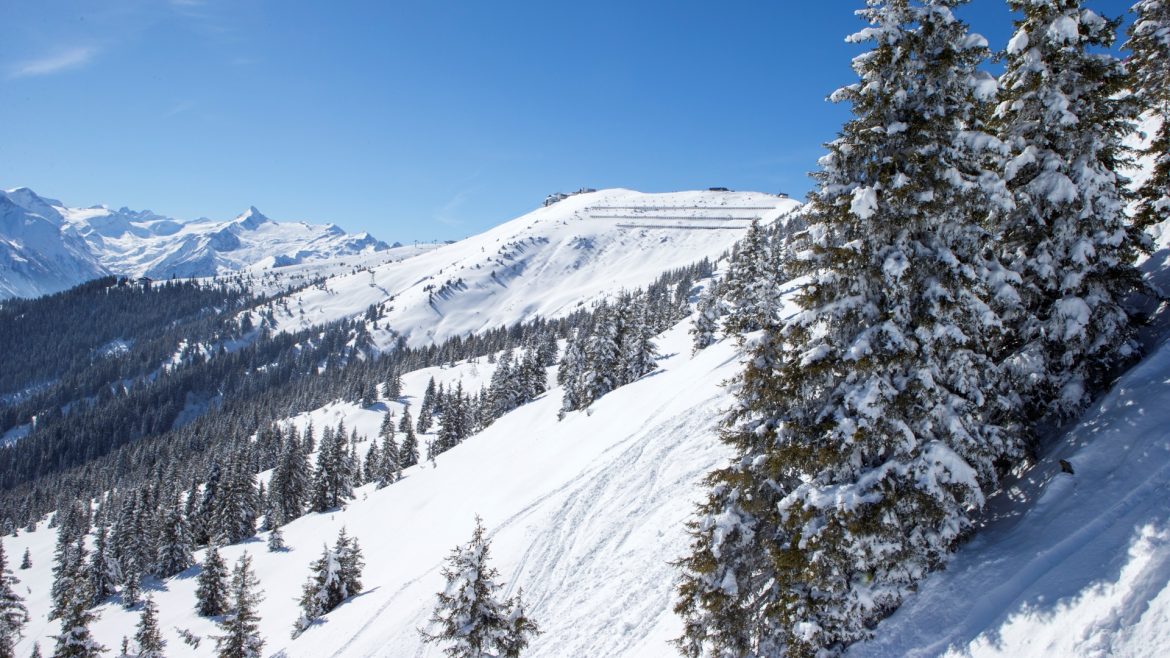 Schneebedeckte Berglandschaft mit immergrünen Bäumen unter einem klaren blauen Himmel an einem sonnigen Wintertag.