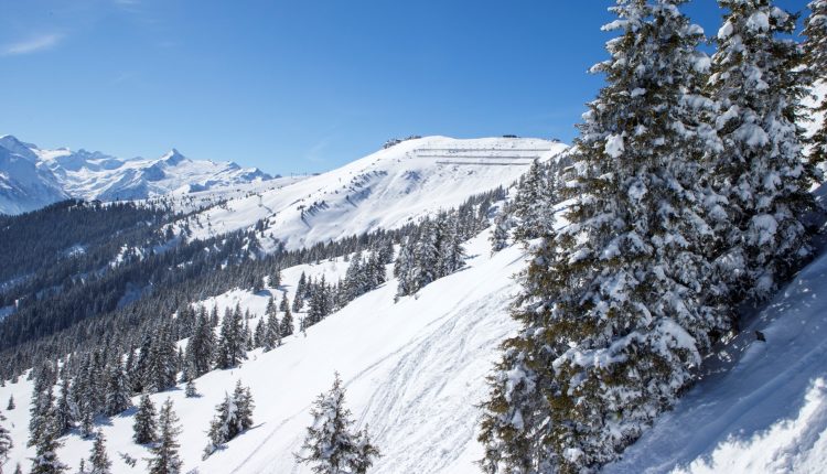 Schneebedeckte Berglandschaft mit immergrünen Bäumen unter einem klaren blauen Himmel an einem sonnigen Wintertag.