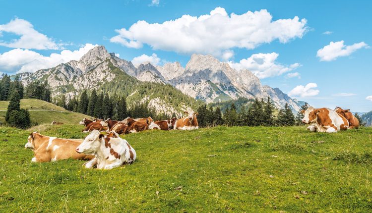 Kühe, die auf einem grasbewachsenen Hügel mit Kiefern und Bergen im Hintergrund unter blauem Himmel ruhen.