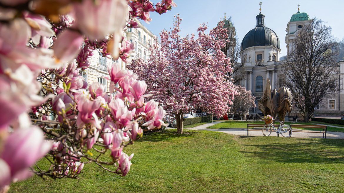 An einem sonnigen Tag blühen rosa Magnolienbäume in einem Park mit historischen Kuppelgebäuden im Hintergrund.