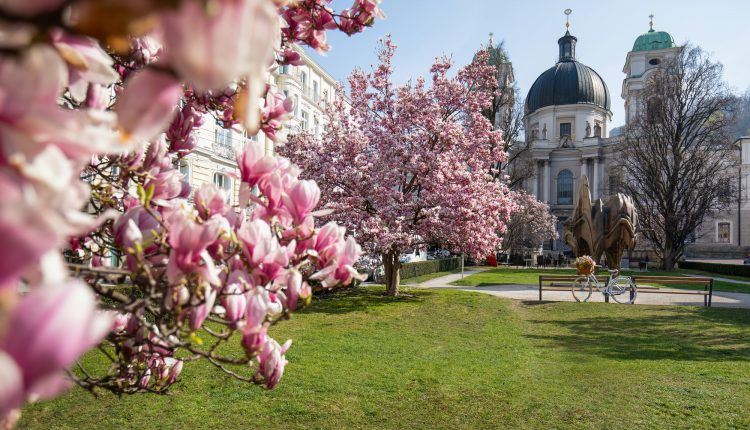 An einem sonnigen Tag blühen rosa Magnolienbäume in einem Park mit historischen Kuppelgebäuden im Hintergrund.