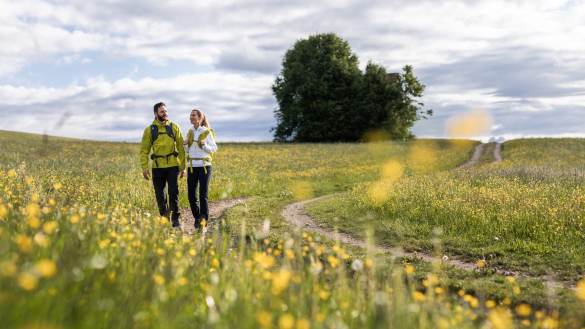 Zwei Personen wandern auf einem Feldweg durch eine Wiese mit gelben Wildblumen und einem großen Baum im Hintergrund.