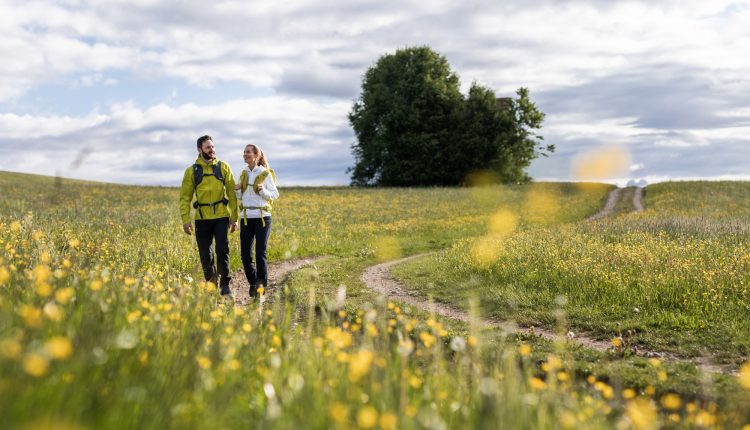 Zwei Personen wandern auf einem Feldweg durch eine Wiese mit gelben Wildblumen und einem großen Baum im Hintergrund.