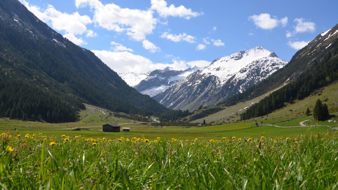 Ein Feld mit Gras und gelben Blumen, verschneite Berge und eine kleine Hütte unter blauem Himmel.