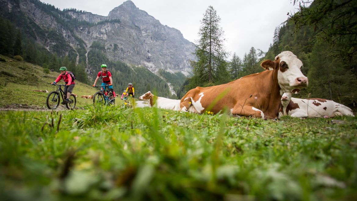 Radfahrer fahren an Kühen vorbei, die in einer Berglandschaft unter bewölktem Himmel im Gras liegen.