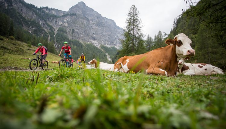 Radfahrer fahren an Kühen vorbei, die in einer Berglandschaft unter bewölktem Himmel im Gras liegen.