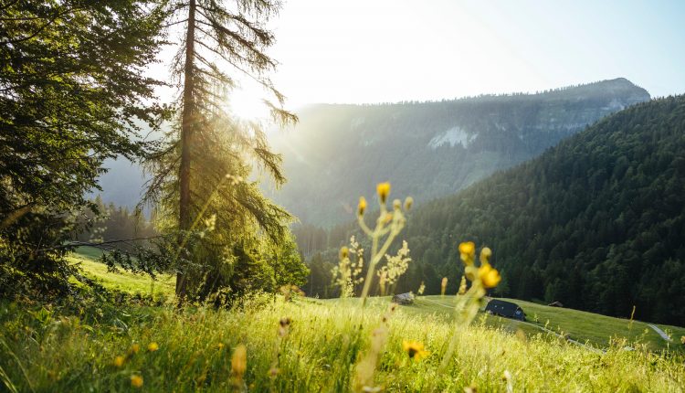 Sonnenlicht, das durch die Bäume auf eine Wiese mit Wildblumen und Bergen im Hintergrund scheint.