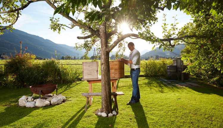 Ein Mann kümmert sich um einen Bienenstock unter einem Baum in einem sonnigen Garten mit Bergen im Hintergrund.