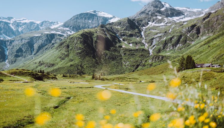 Schneebedeckte Berge und grüne Hügel mit gelben Wildblumen im Vordergrund unter einem blauen Himmel.