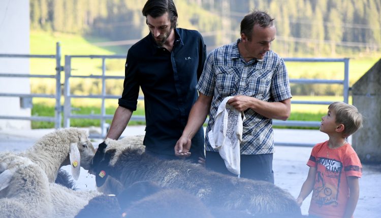 Zwei Männer und ein Junge stehen zwischen Schafen im Freien, mit Bäumen und einem Zaun im Hintergrund.