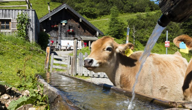 Eine Kuh trinkt aus einem hölzernen Trog mit Wasser vor einem rustikalen Bauernhaus in einer grünen, hügeligen Gegend.