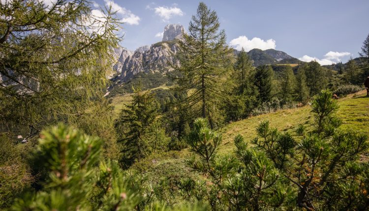 Berglandschaft mit Kiefern im Vordergrund und einem felsigen Gipfel im Hintergrund bei klarem Himmel.