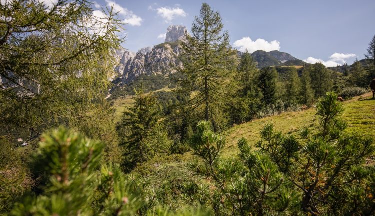 Berglandschaft mit Kiefern im Vordergrund und einem felsigen Gipfel im Hintergrund bei klarem Himmel.