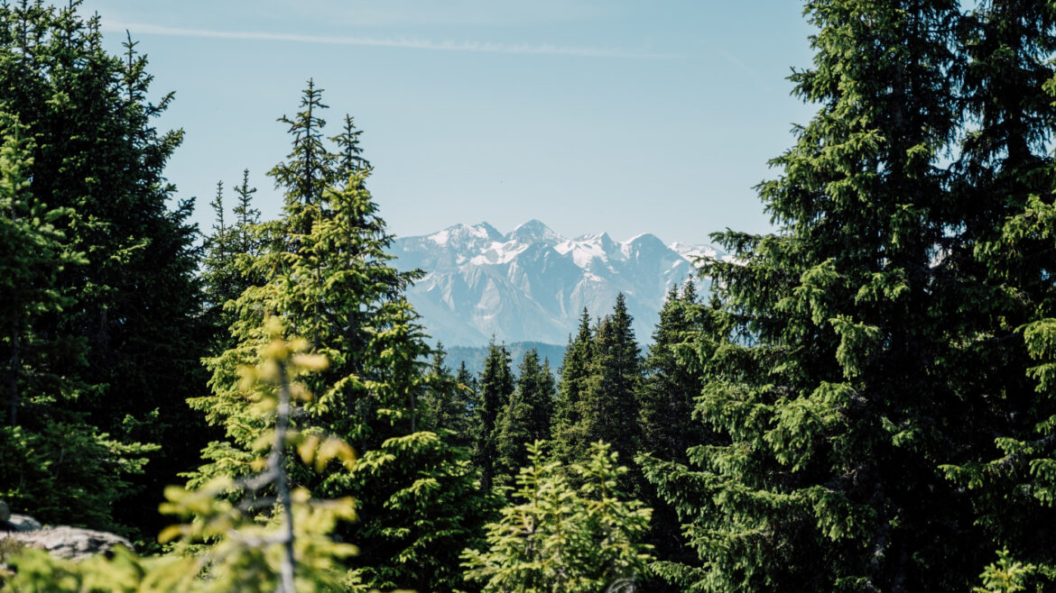 Schneebedeckte Berge in der Ferne, eingerahmt von hohen grünen Kiefern unter einem klaren blauen Himmel.