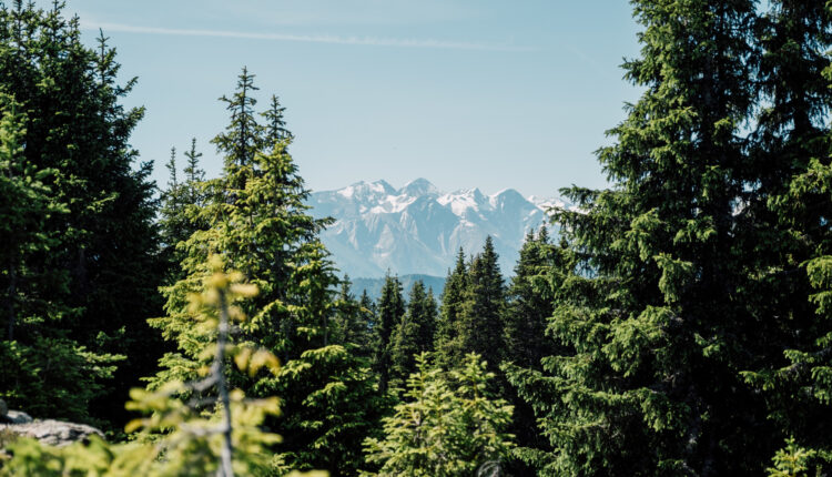 Schneebedeckte Berge in der Ferne, eingerahmt von hohen grünen Kiefern unter einem klaren blauen Himmel.