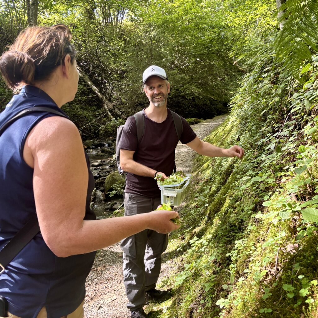 Zwei Menschen suchen auf einem bewaldeten Wanderweg im Salzburger Land nach Pflanzen; einer trägt frisch gepflückte Blätter.